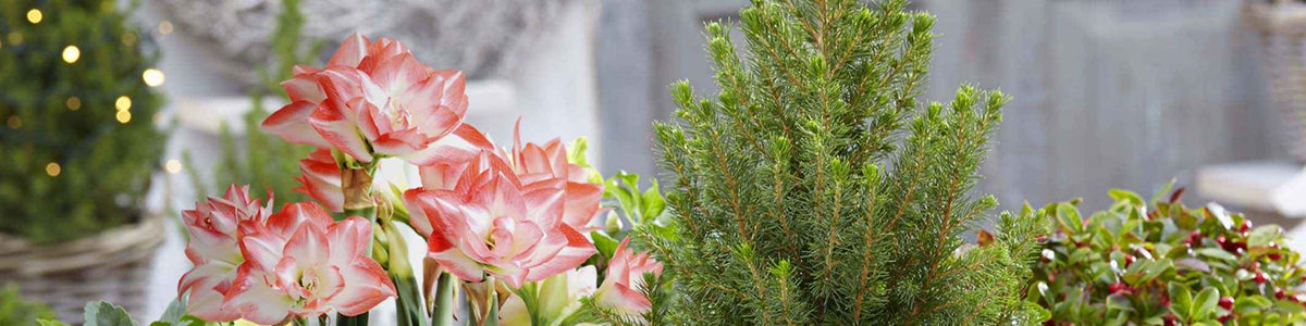 Amaryllis douce - Amaryllis blanda