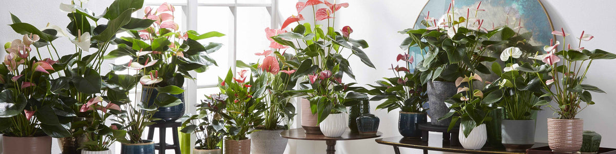 Langue de feu - Anthurium