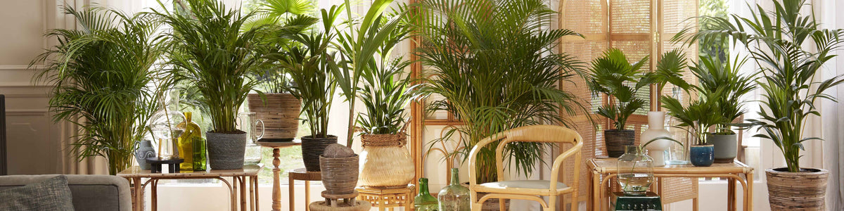 Palmiers d'intérieur