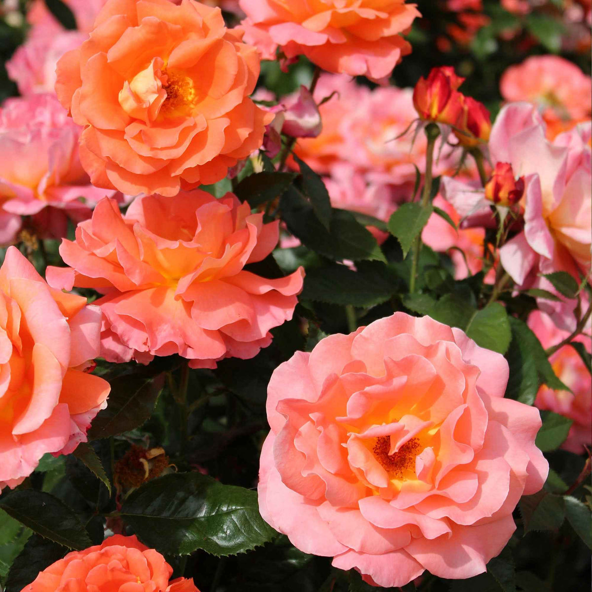 Rosiers
