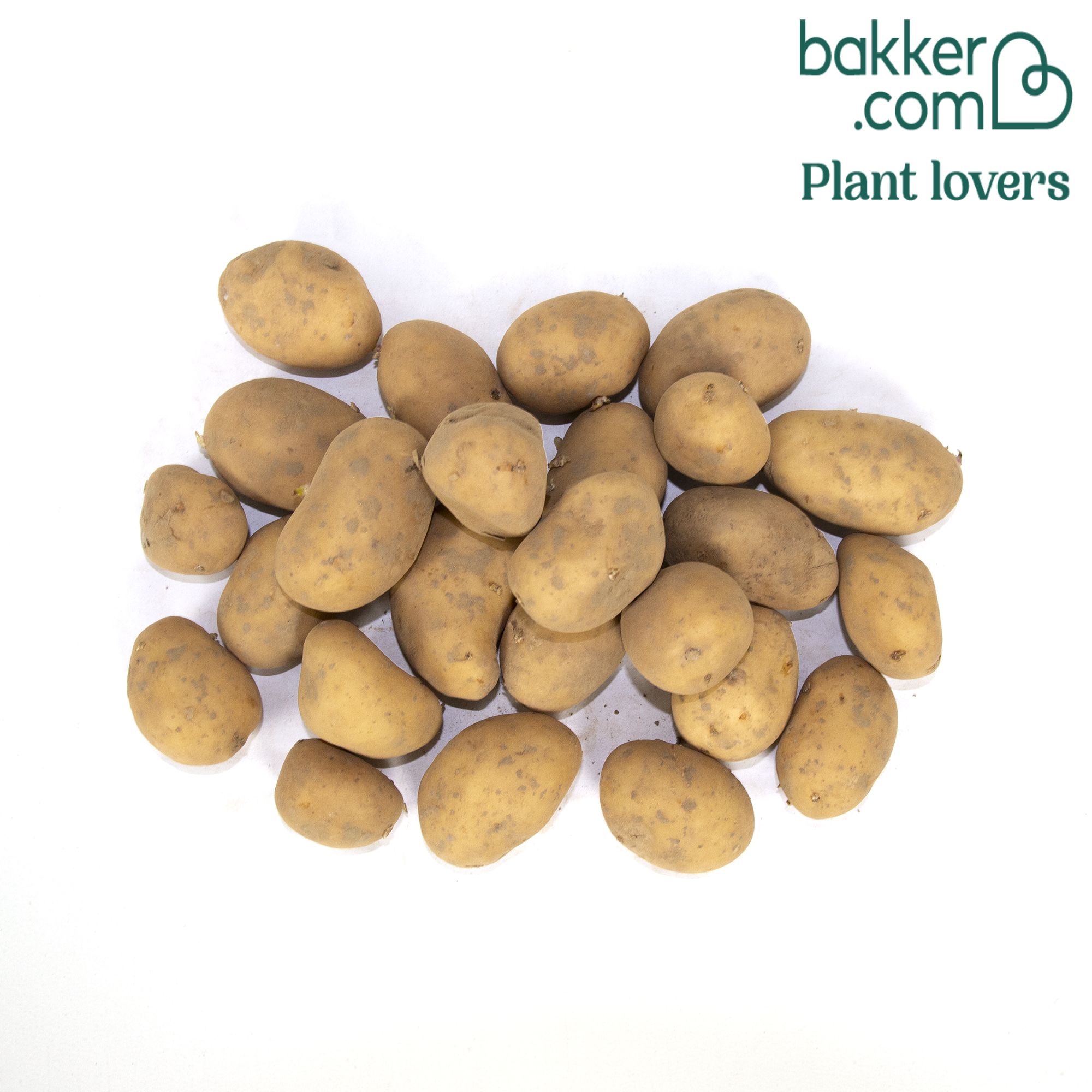 Pomme De Terre Caesar Variete De Pomme De Terre Caesar – Meteor 33 25 Pommes de terre Caesar | Bakker.com