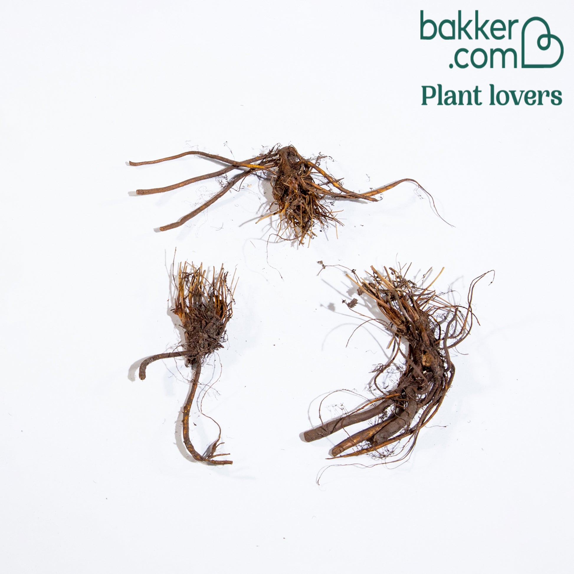 Bakker - 3 Pimprenelles roses - Sanguisorbe - Sanguisorba obtusa