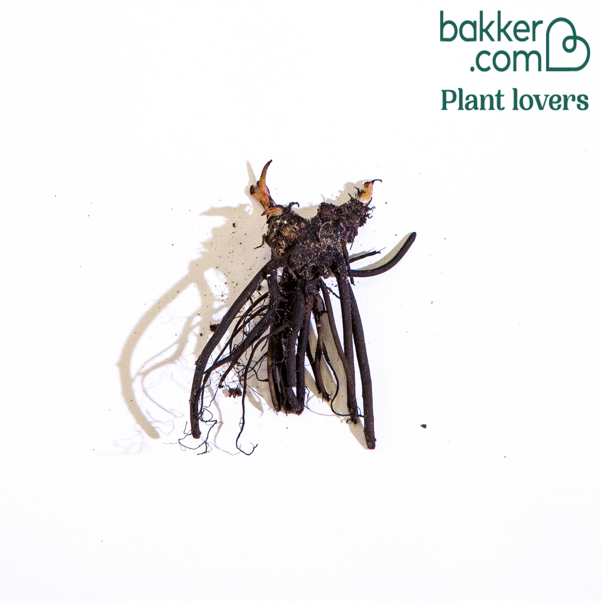 Bakker - Myosotis du Caucase Emerald Mist ® - Brunera macrophylla emerald mist ®