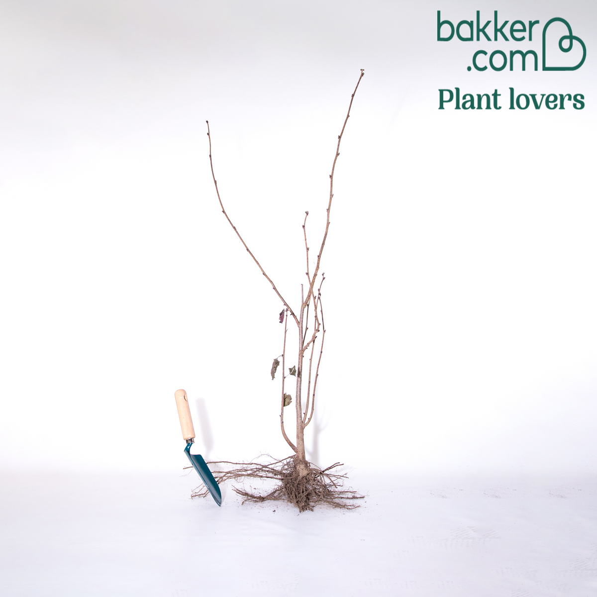 Corylus maxima purpurea - Noisetier pourpre - Noisetier - Corylus