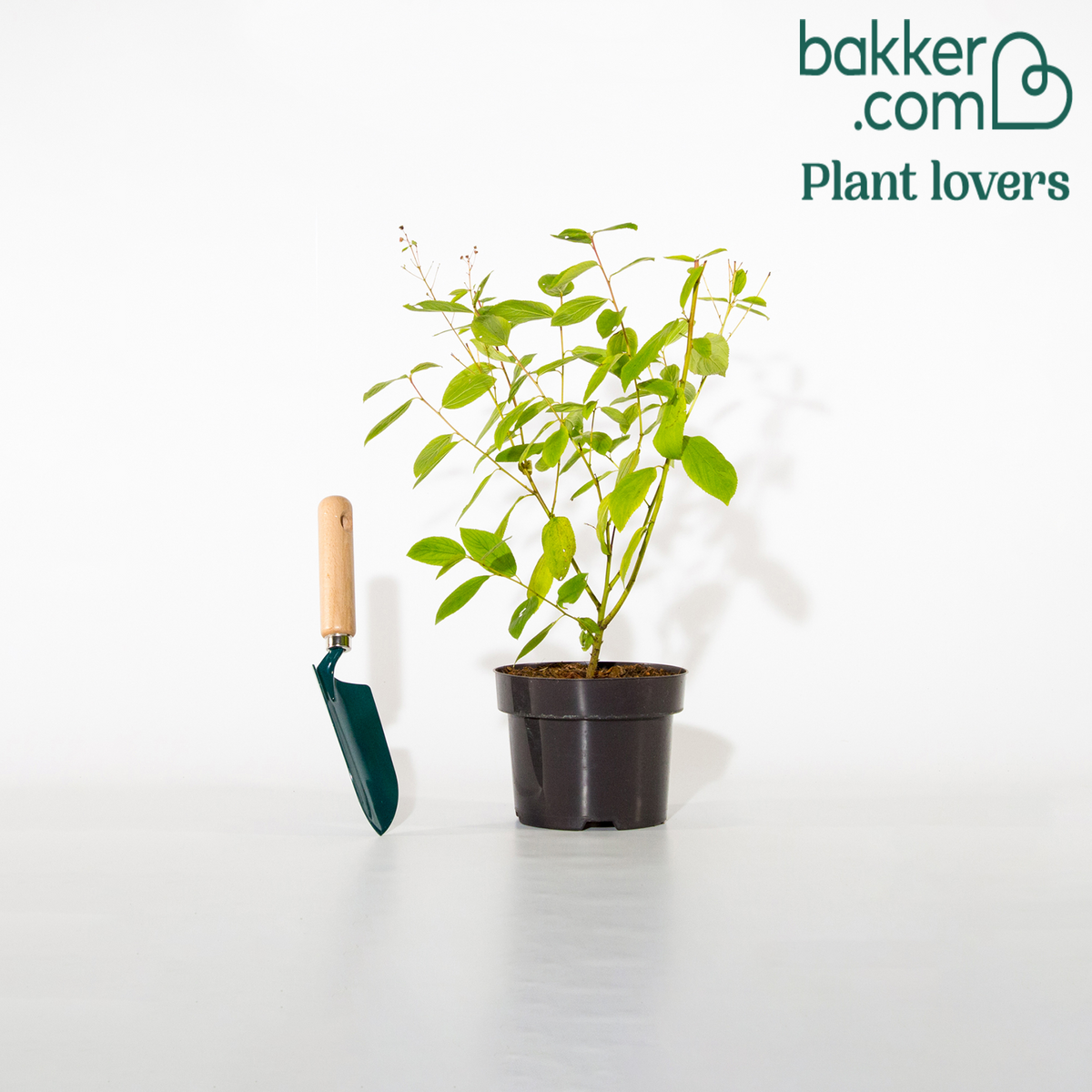 Bakker - Céanothe Marie Simon - Ceanothus x pallidus marie simon - Arbustes fleuris