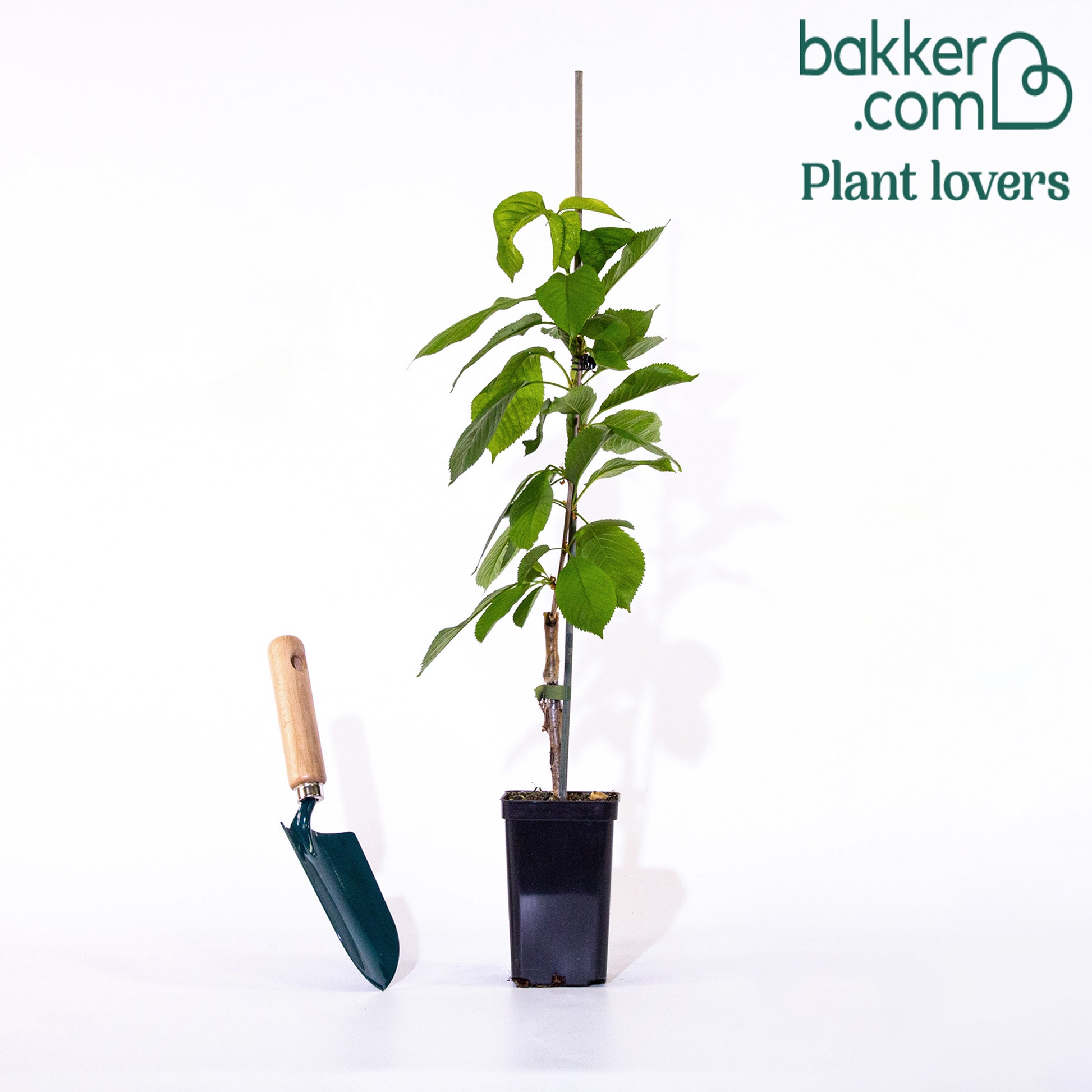 Bakker - Cerisier nain 'Sylvia' - Prunus avium Sylvia