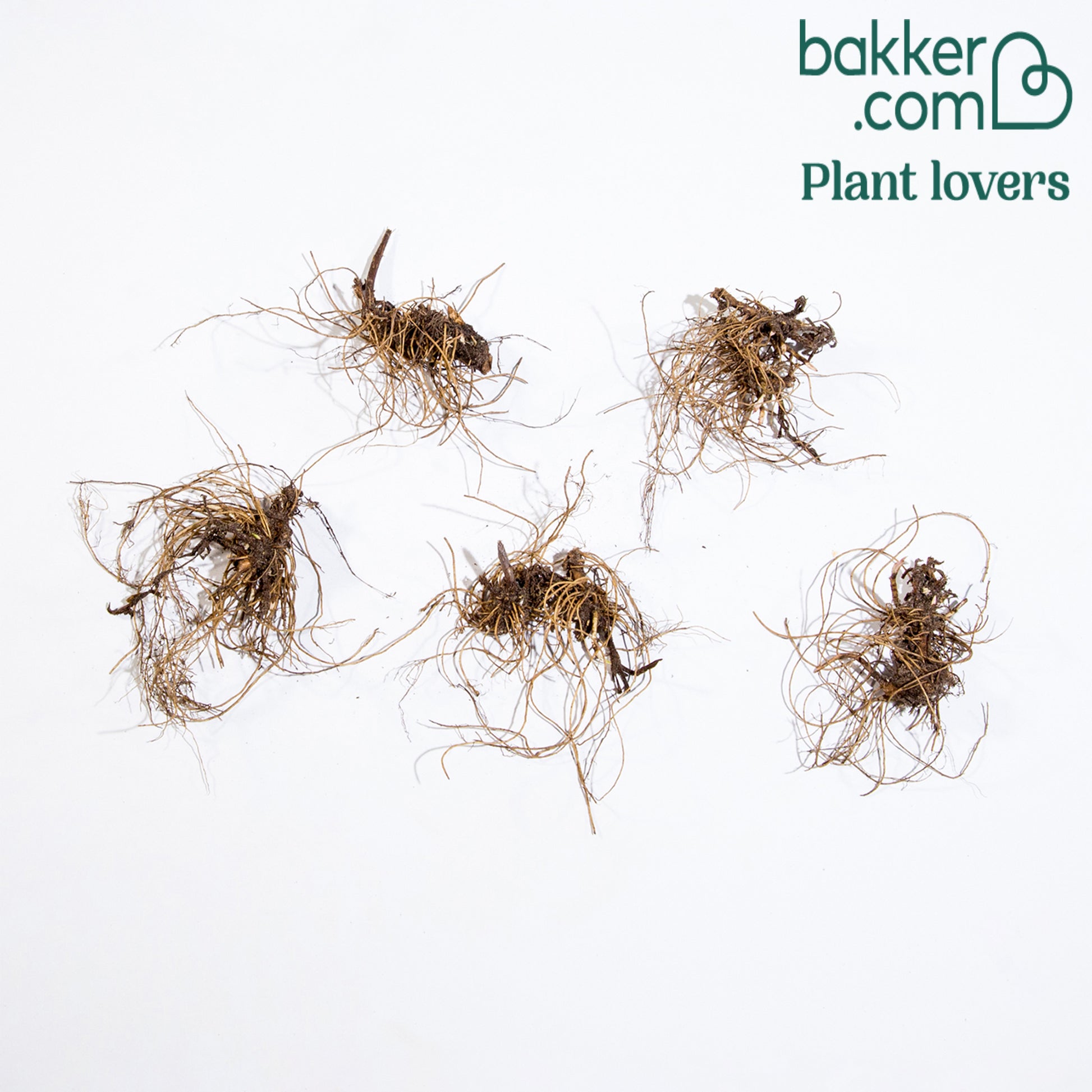 Bakker - 5 Solidago - Verge d'or - Solidago luteus