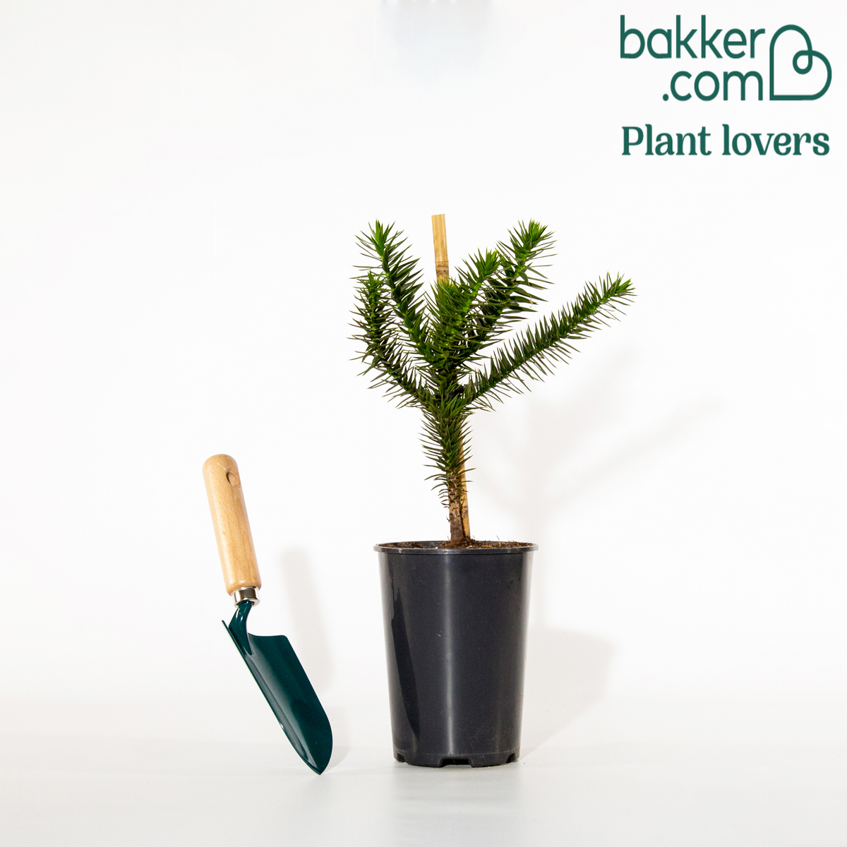 Bakker - Désespoir des singes - Araucaria imbricata