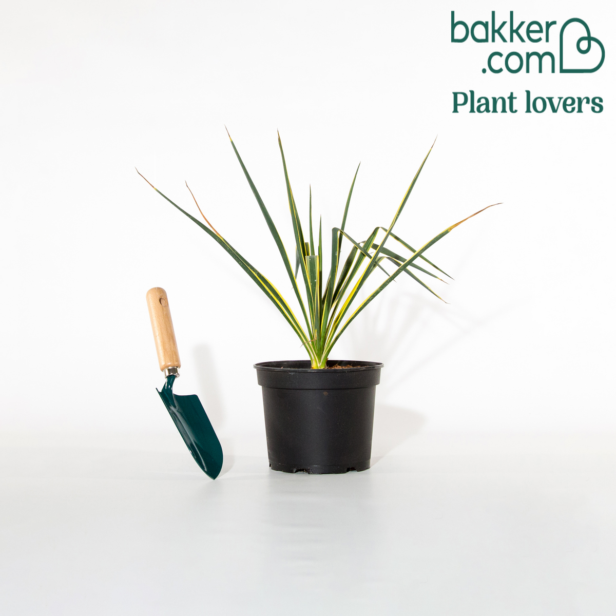 Bakker - Yucca panaché - Yucca filamentosa Bright Edge - Feuillage persistant