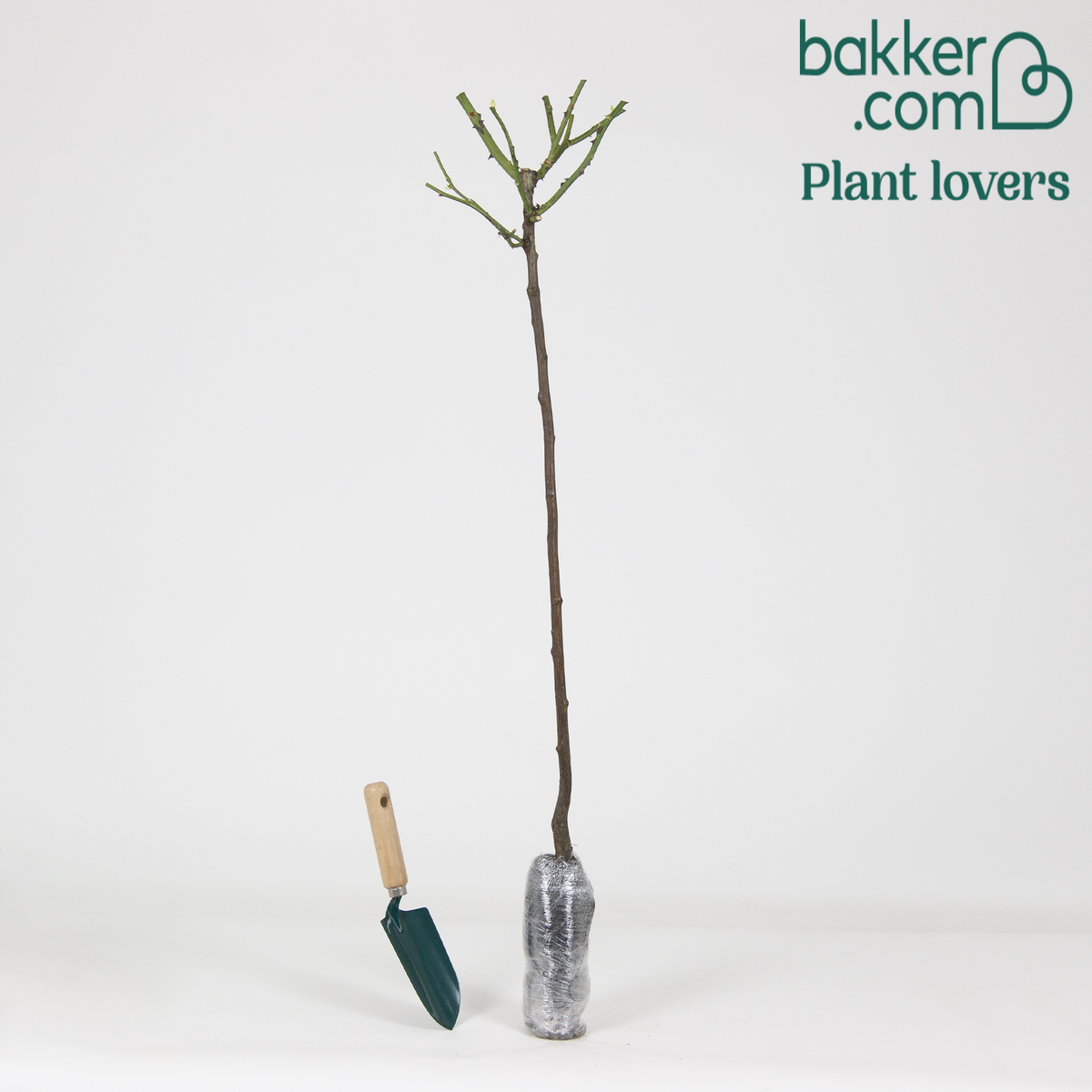 Bakker - Rosier sur tige Osiria - Rosa Osiria - Par variété