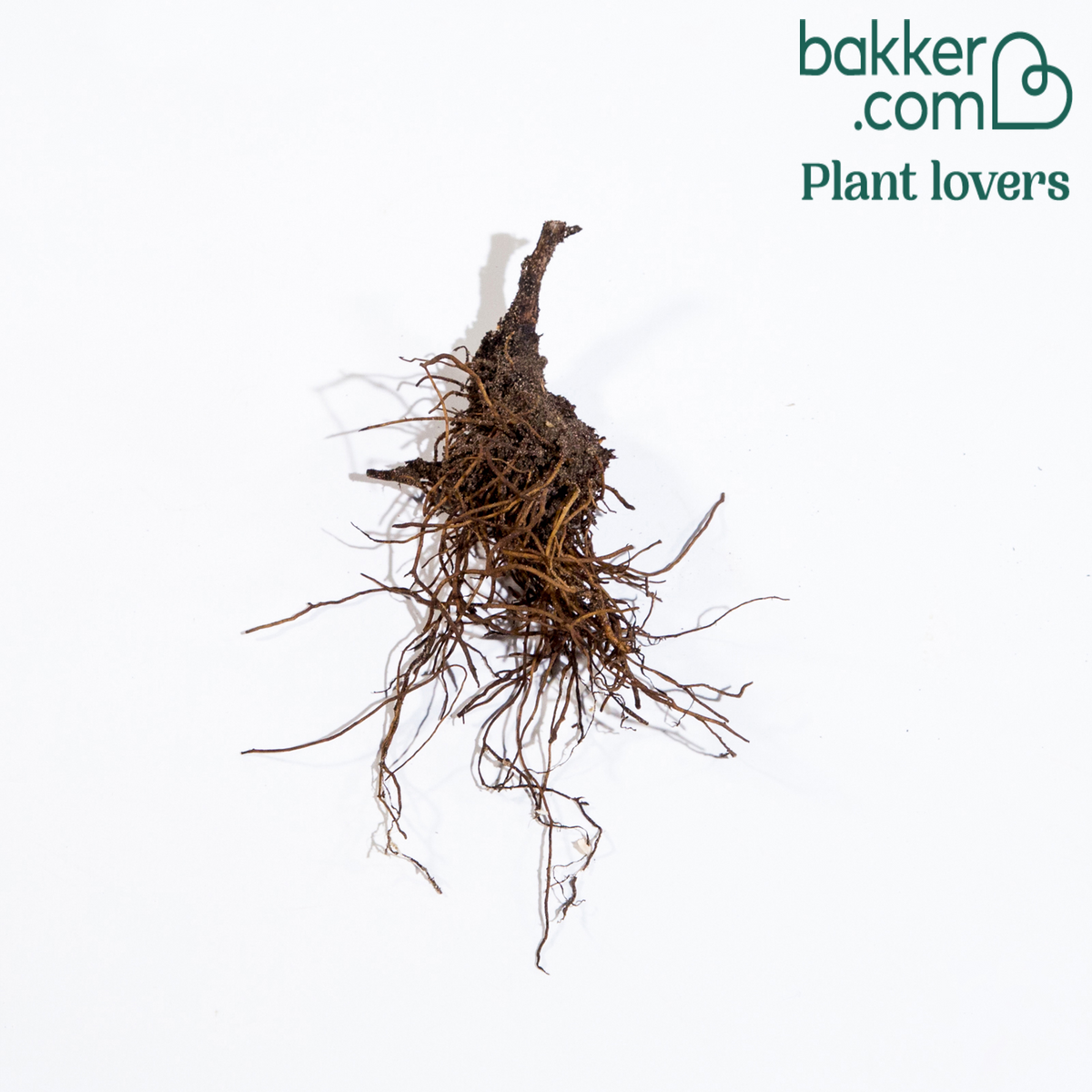 Delphinium Highlander® Bolero - Delphinium highlander® bolero - Bakker