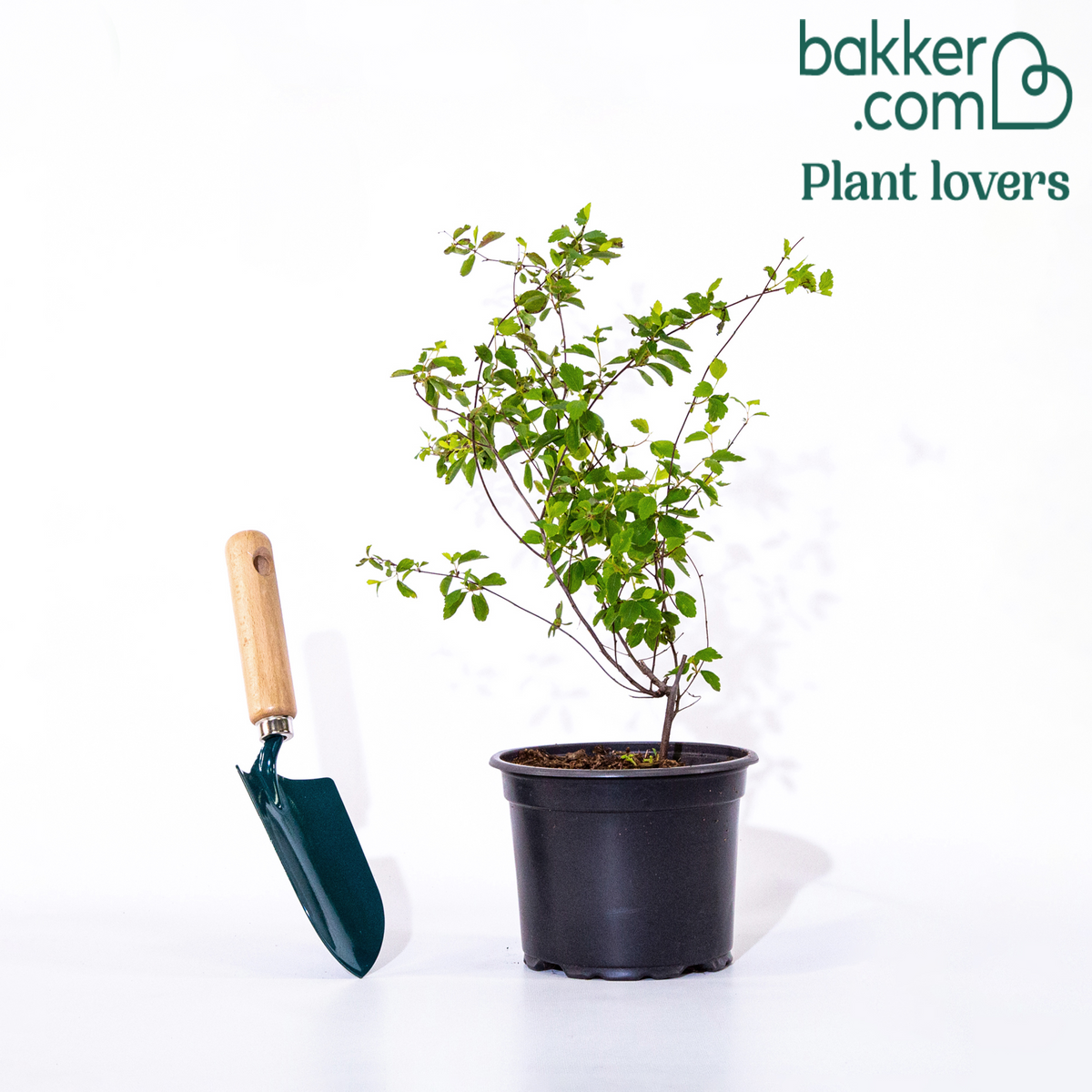 Bakker - Spirée 'Grefsheim' - Spiraea cinerea grefsheim
