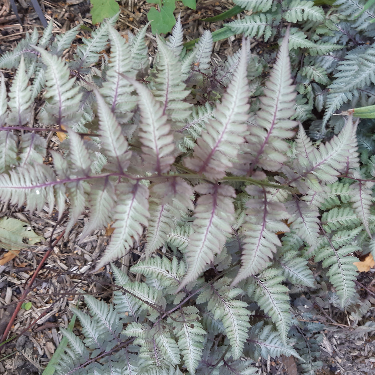 Plantes vivaces - Fougère peinte Metallicum - Athyrium niponicum var. pictum (metallicum)