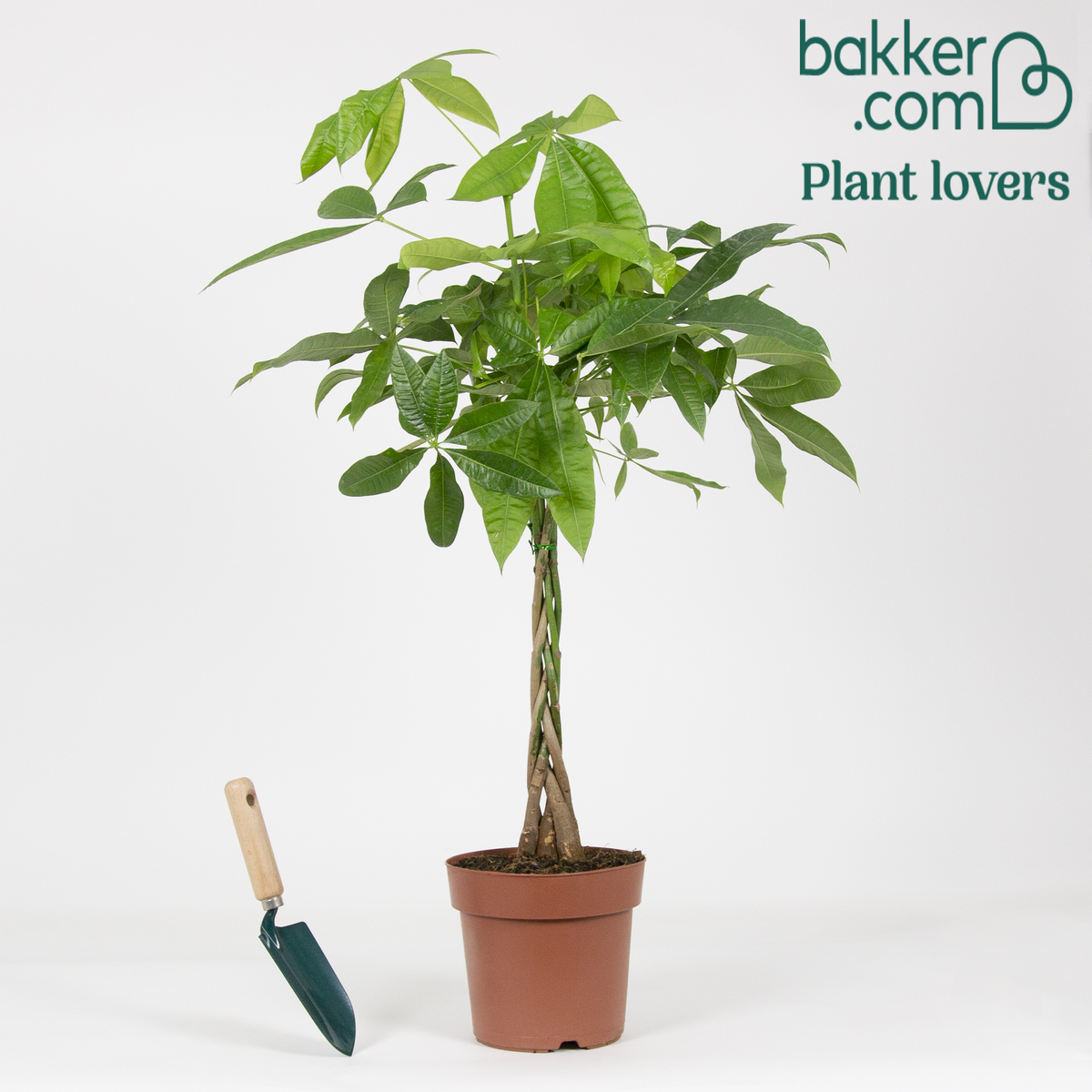 Bakker - Arbre à argent Pachira aquatica tige tressé - Pachira aquatica