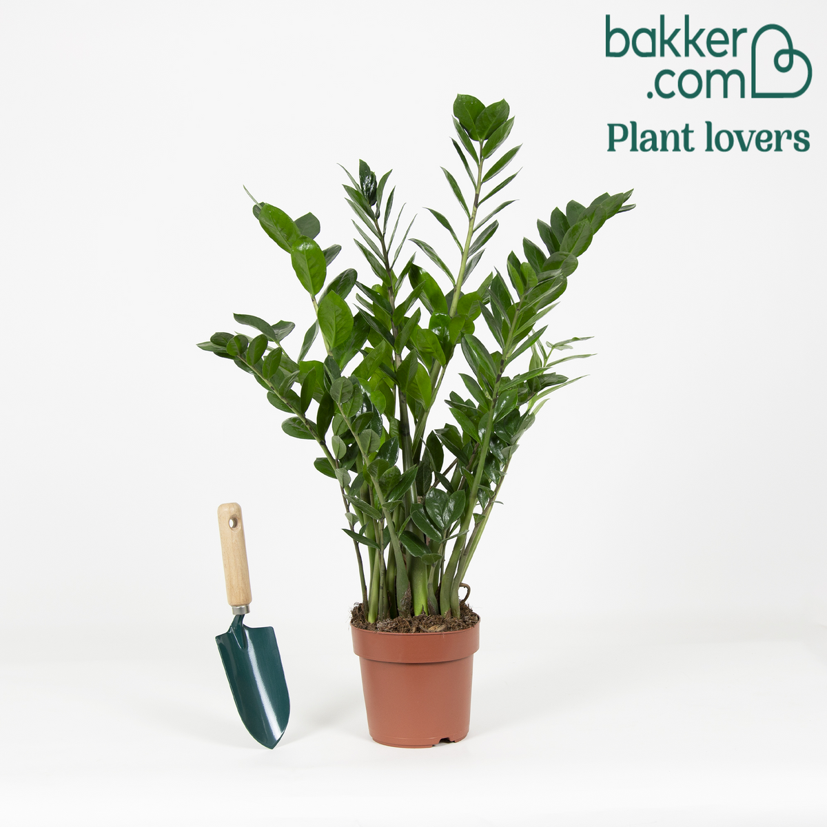 Bakker - Zamioculcas zamiifolia
