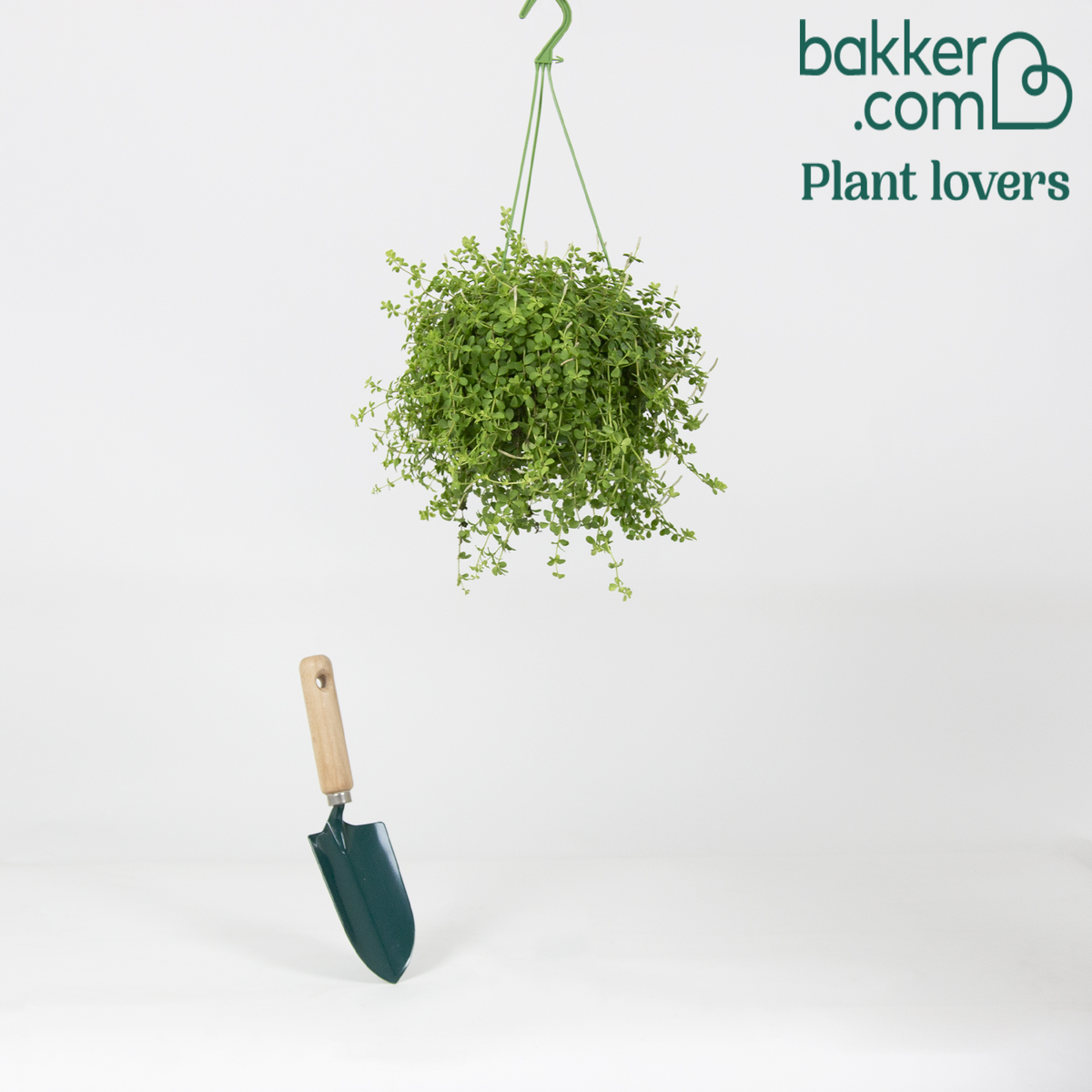 Bakker - Peperomia 'Isabelle' - Plante suspendue - Peperomia isabelle