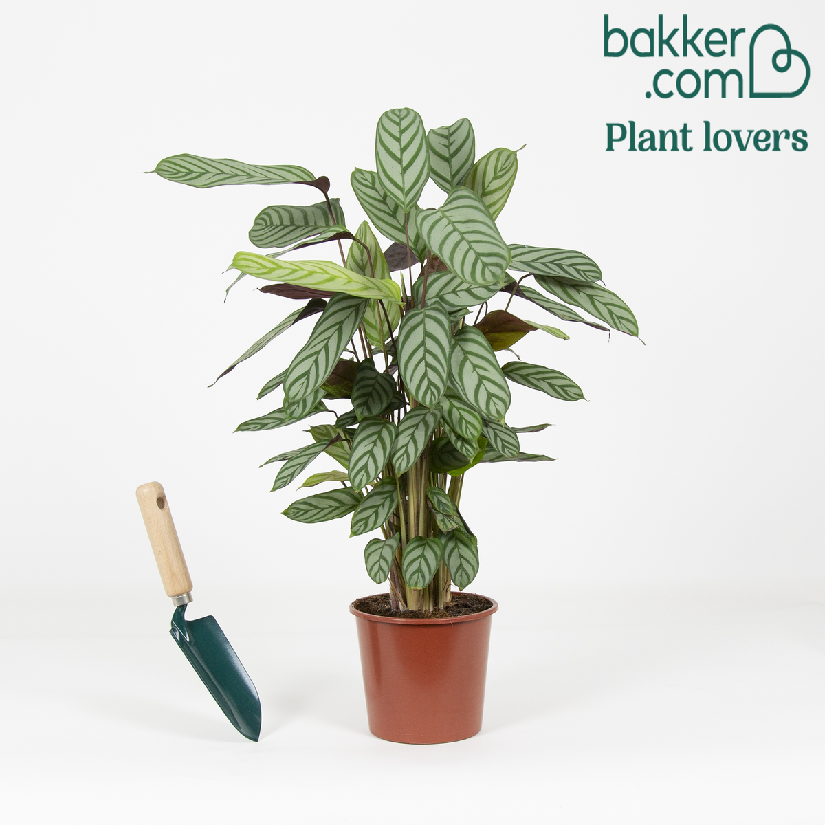 Bakker - Calathea compact star
