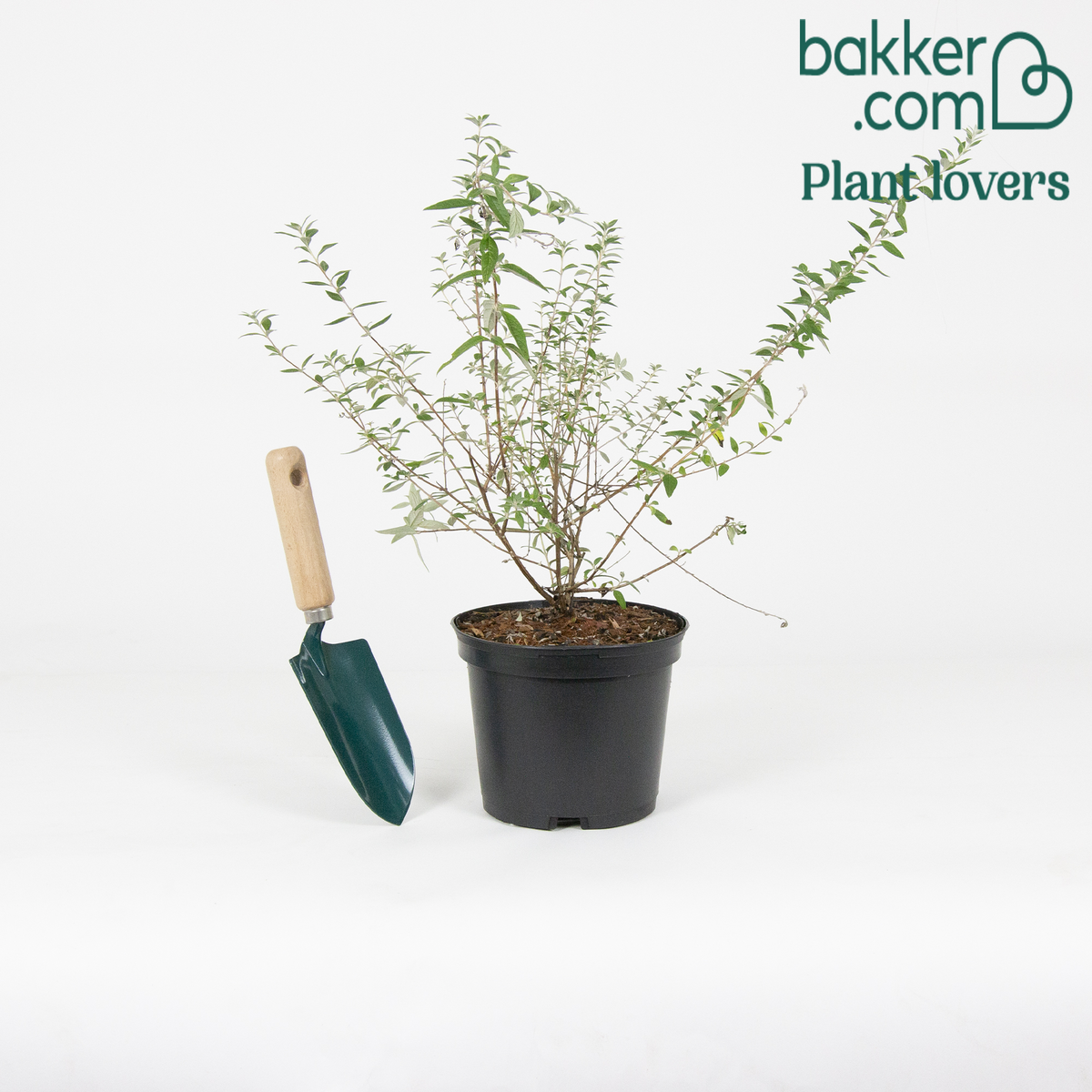 Bakker - Arbre aux papillons nain 'Unique' - Buddleja alternifolia 'unique'