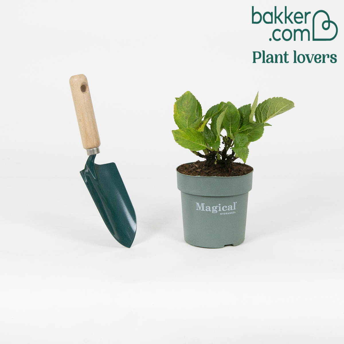 Bakker - Hortensia 'Jewel'