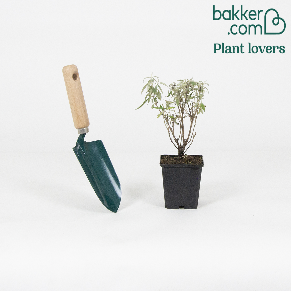 Bakker - Arbre aux papillons 'Butterfly Towers' - Buddleja davidii 'butterfly towers'