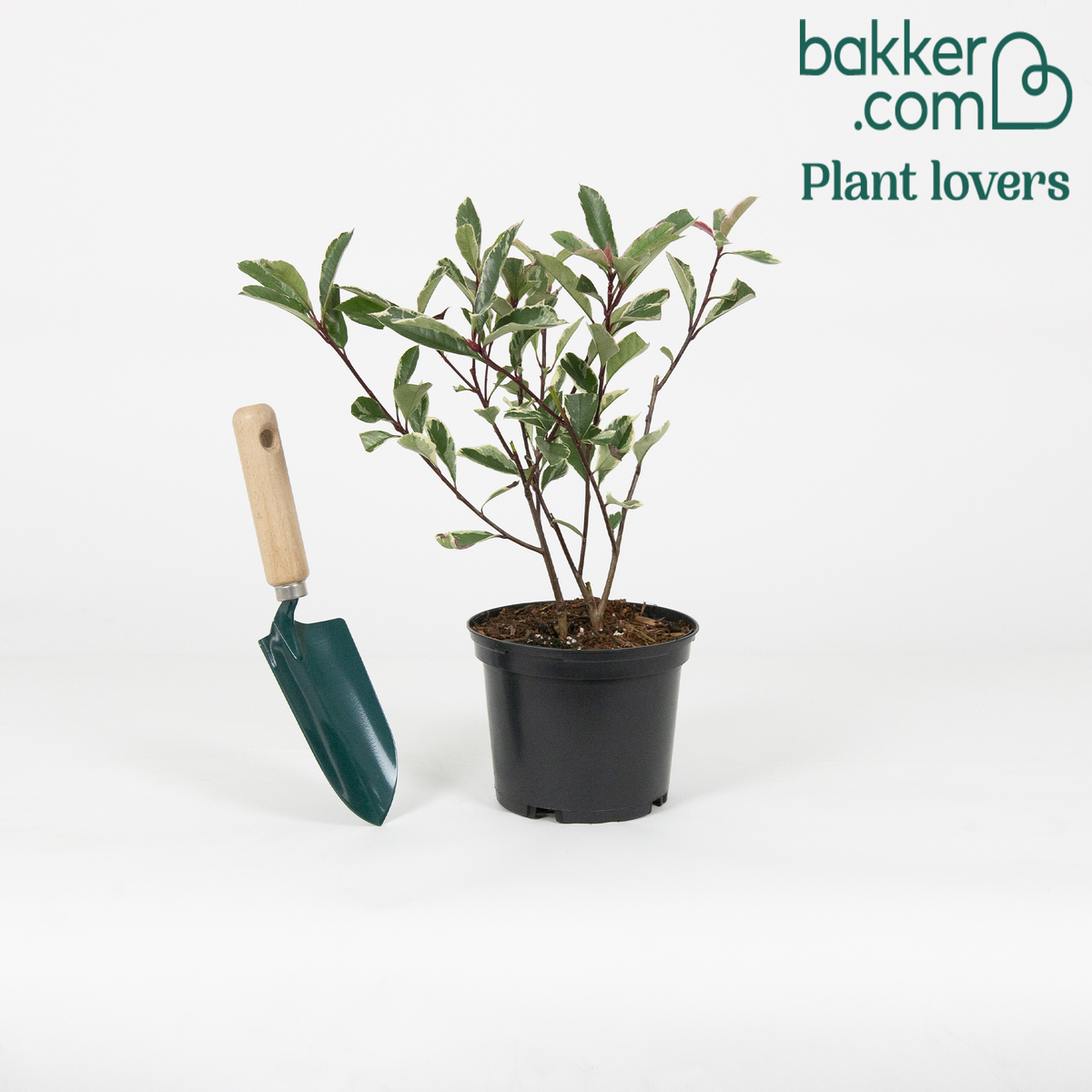 Bakker - Photinia 'Pink Marble' - Photinia fraseri 'pink marble'