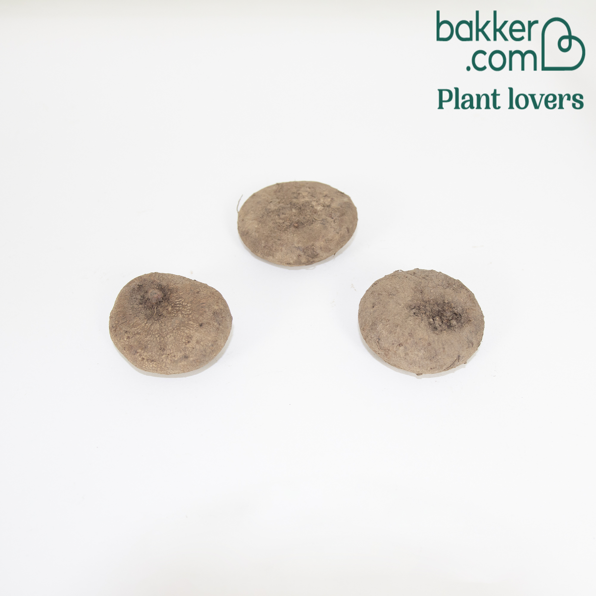 Bakker - 3 Cyclamens de Naples rose - Cyclamen hederifolium