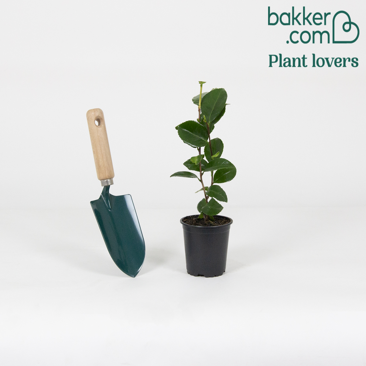 Bakker - Camélia du Japon 'Bonomiana' - Camellia japonica 'bonomiana'
