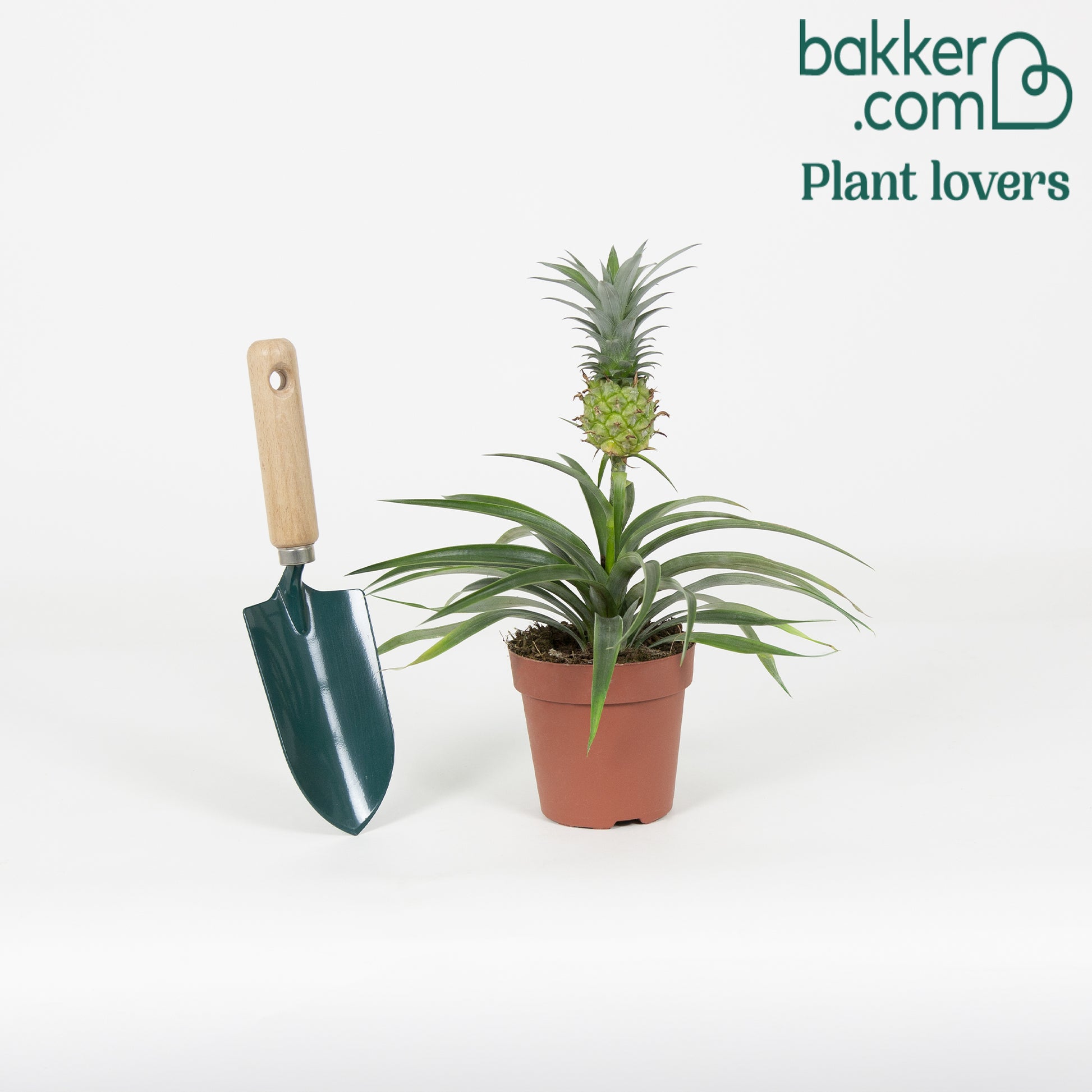 Bakker - Ananas comosus - Ananas comosus 'Corona'