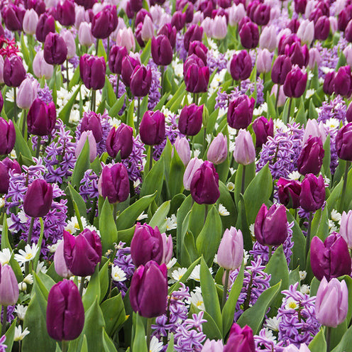 Hyacinthus, Tulipa, Anemone - 25 Bulbes de fleurs Royal Purple en mélange - Packs de bulbes de fleurs