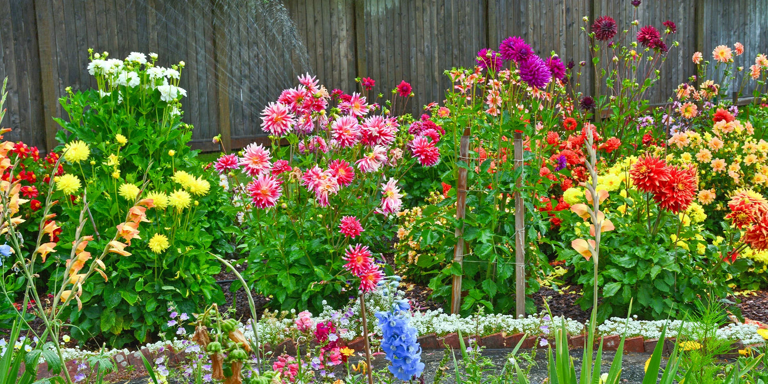 Bulbes à fleurs jusqu'à -25%