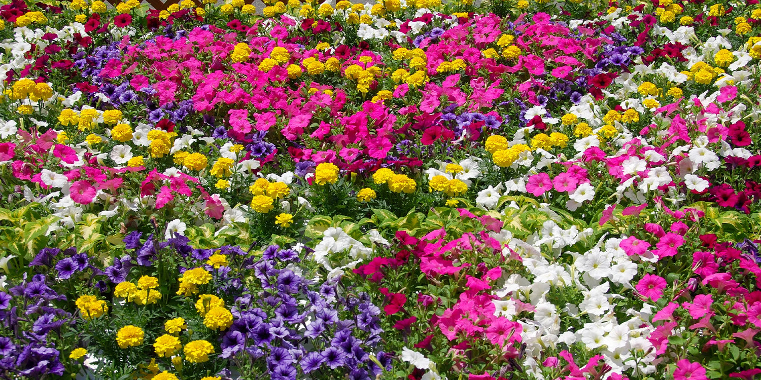 Jardin en fête : jusqu'à -30% !