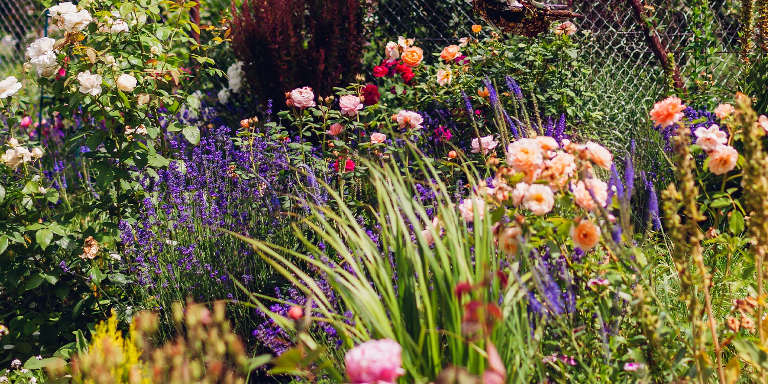 Plantes en racines nues : 3 pour 15€