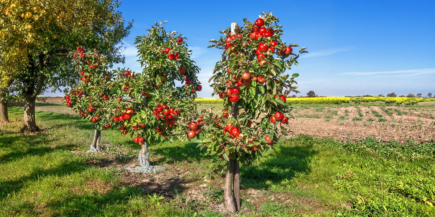 Jusqu’à -30% : petits fruits, grand plaisir !