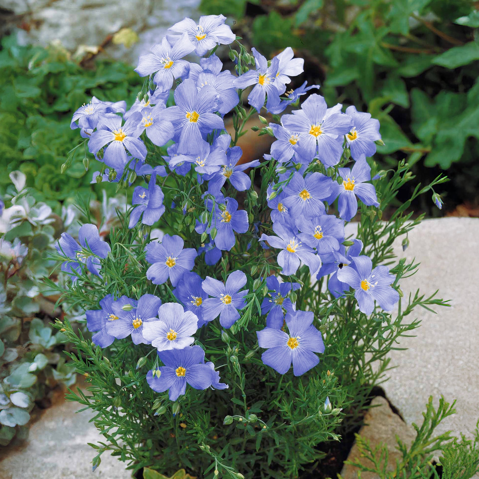 Lin vivace bleu - Linum perenne - Bakker