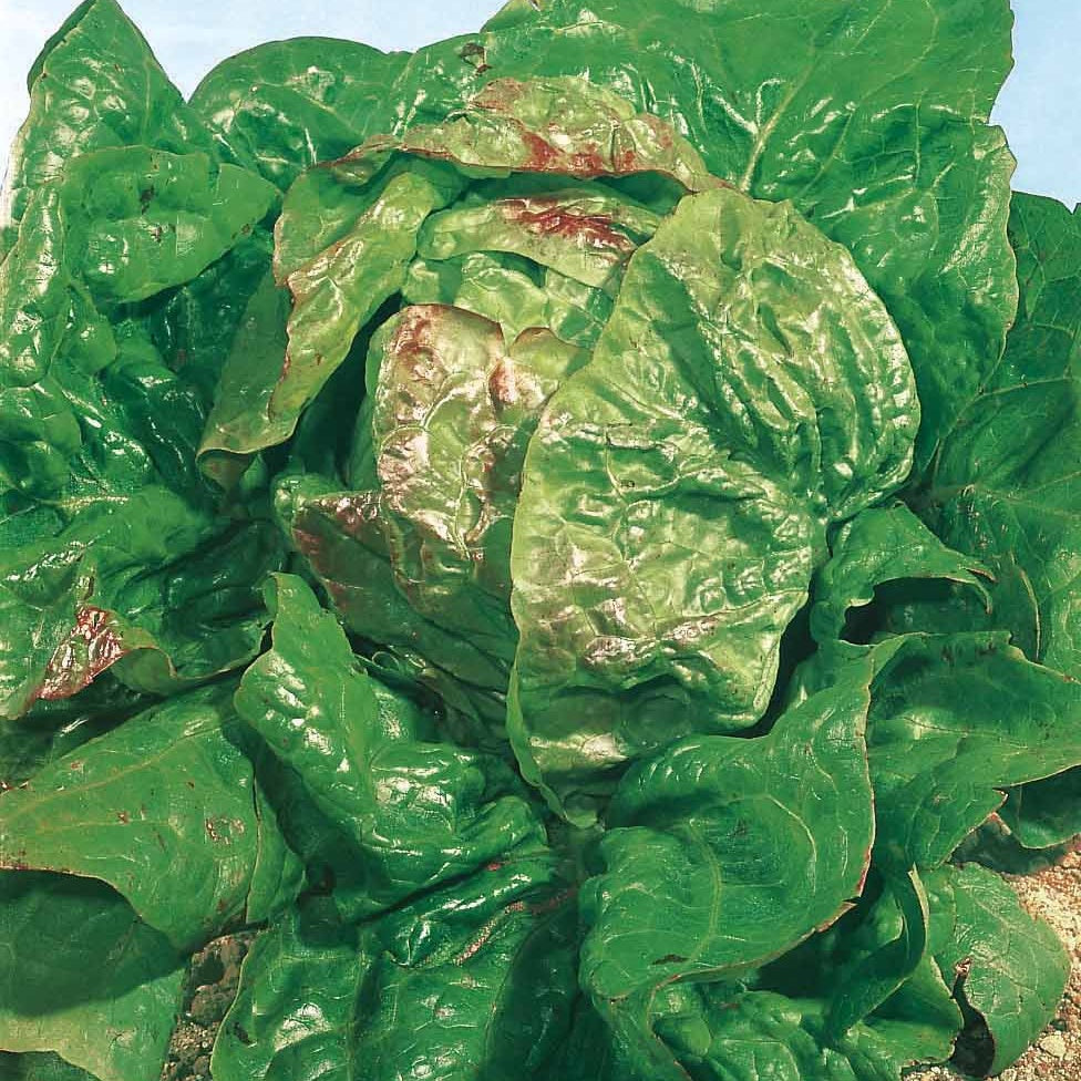 Lactuca sativa verpia (obt. clause) - Laitue pommée Verpia - Graines de salades