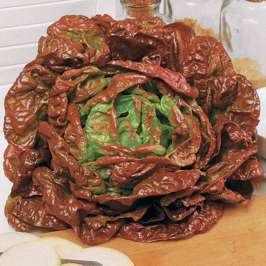 Laitue pommée Merveille des quatre saisons - Bakker