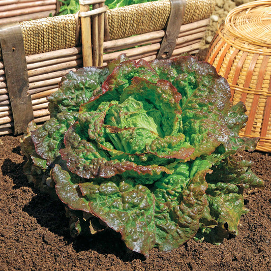 Laitue batavia Rouge Grenobloise - Bakker