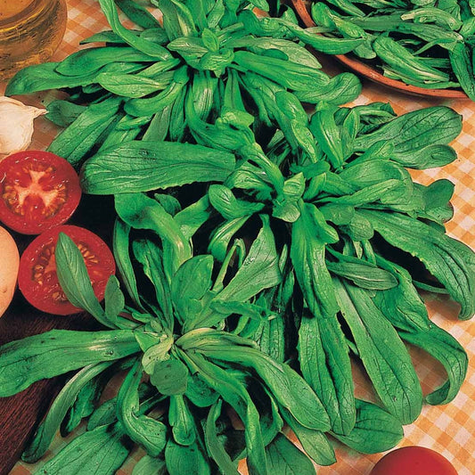 Mâche à grosses graines de Hollande (4 g) - Bakker