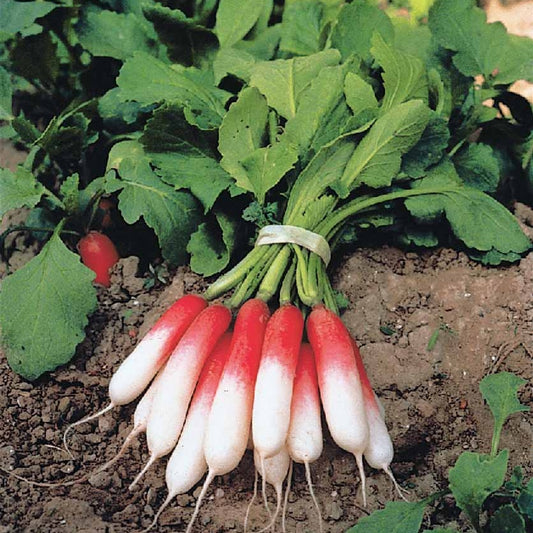 Radis Flambo 1/2 long - Bakker