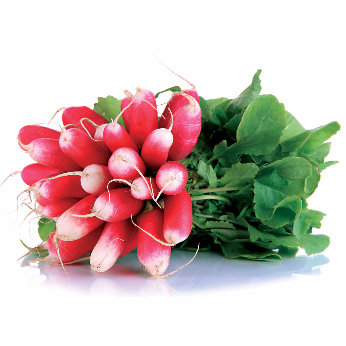 Graines de radis - Radis De 18 jours 1/2 long (ruban) - Raphanus sativus de 18 jours 1/2 long