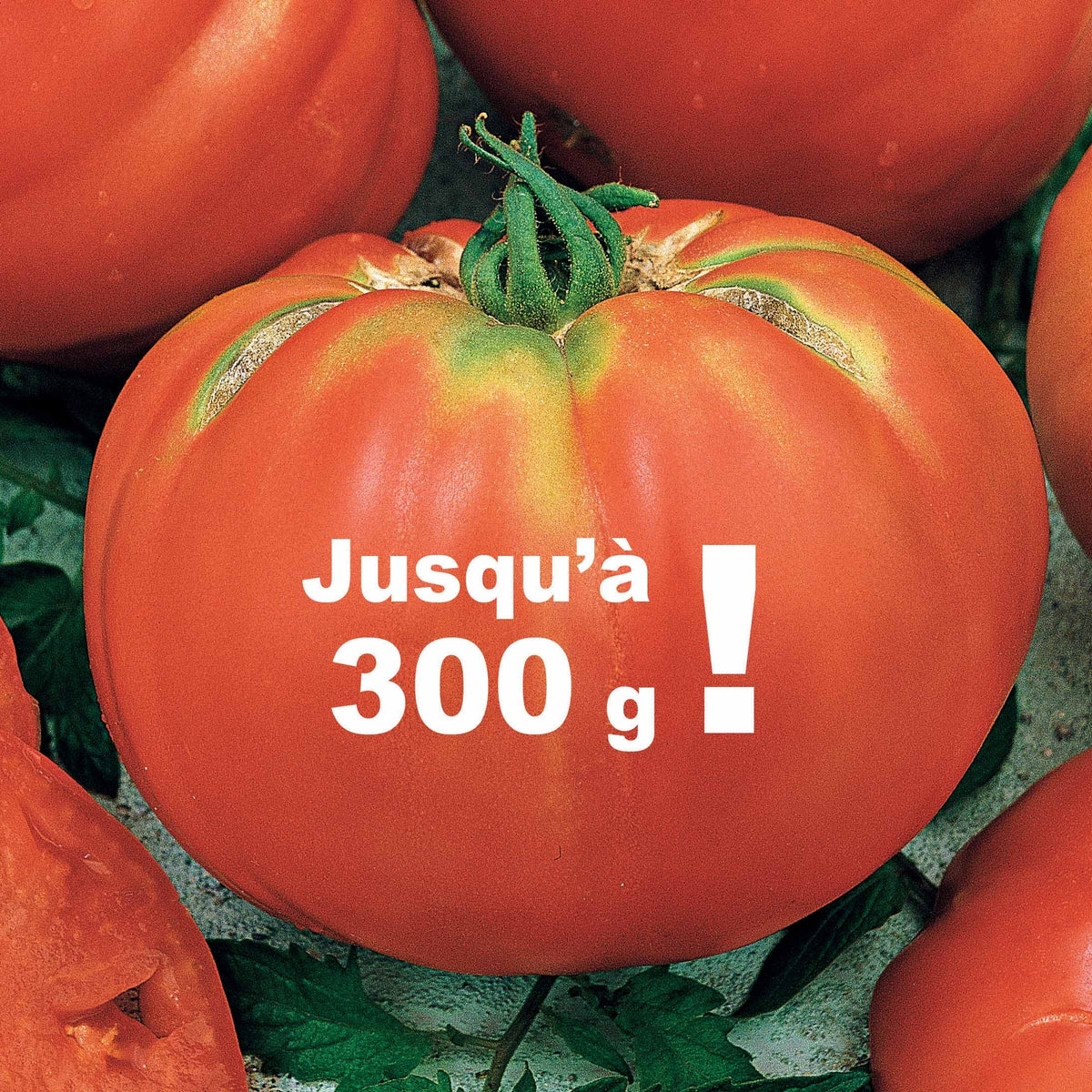 Solanum lycopersicum Brandywine - Tomate Brandywine - Graines de tomates