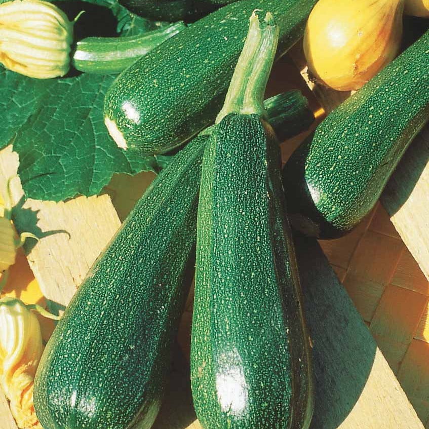 Courgette Verte non coureuse des maraîchers - Cucurbita pepo verte non coureuse des maraîchers - Bakker