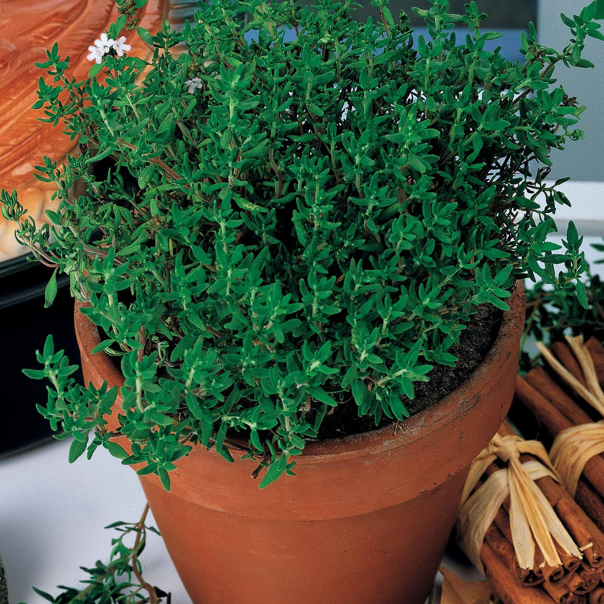 Thymus vulgaris - Thym d'hiver - Thym