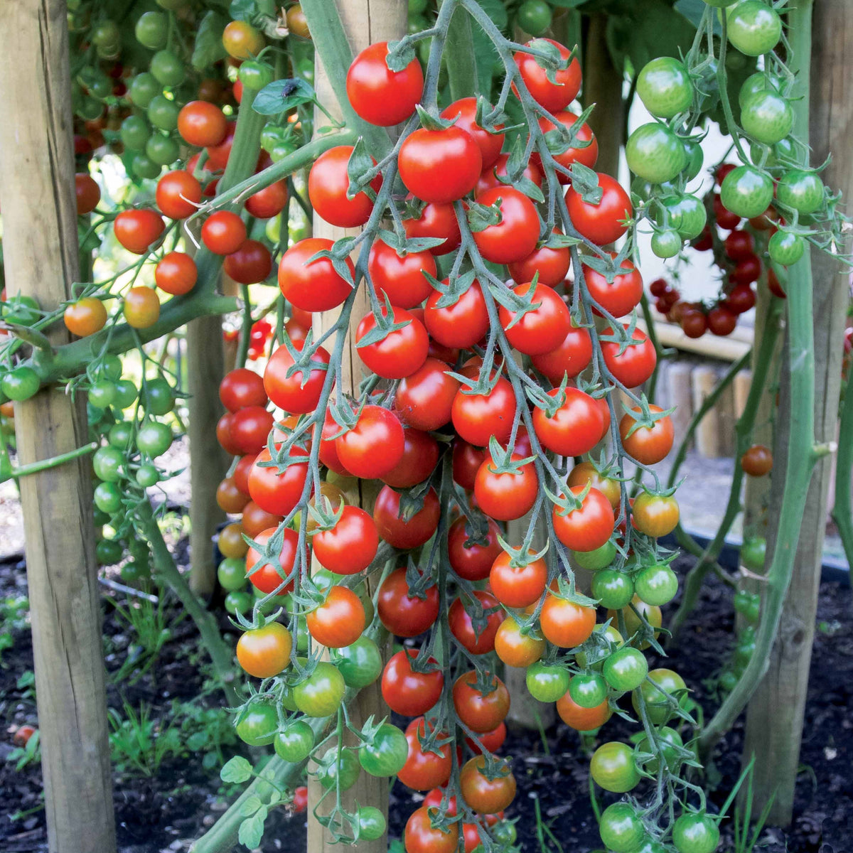 Tomate cerise Sweet baby - Bakker
