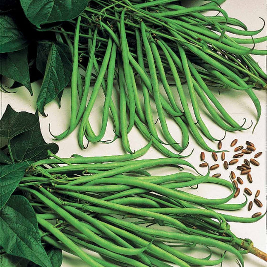 Haricot nain fin Cordoba - Bakker
