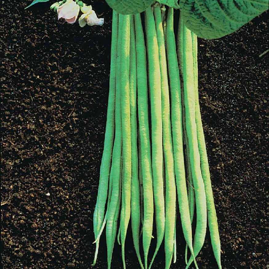 Haricot nain fin Aiguillon - Phaseolus vulgaris nain fin aiguillon (obt. gautier) 200 g - Bakker