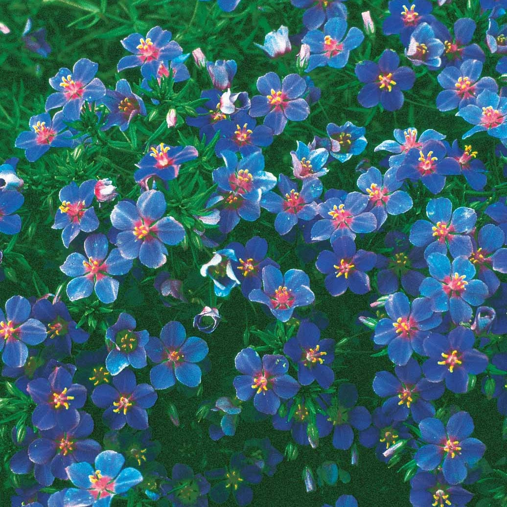 Anagallis linifolia - Gentiane bleue - Terrasse et balcon