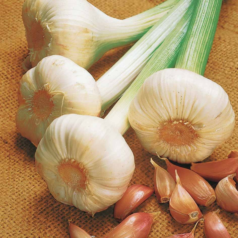 Ail rose flavor - Bakker