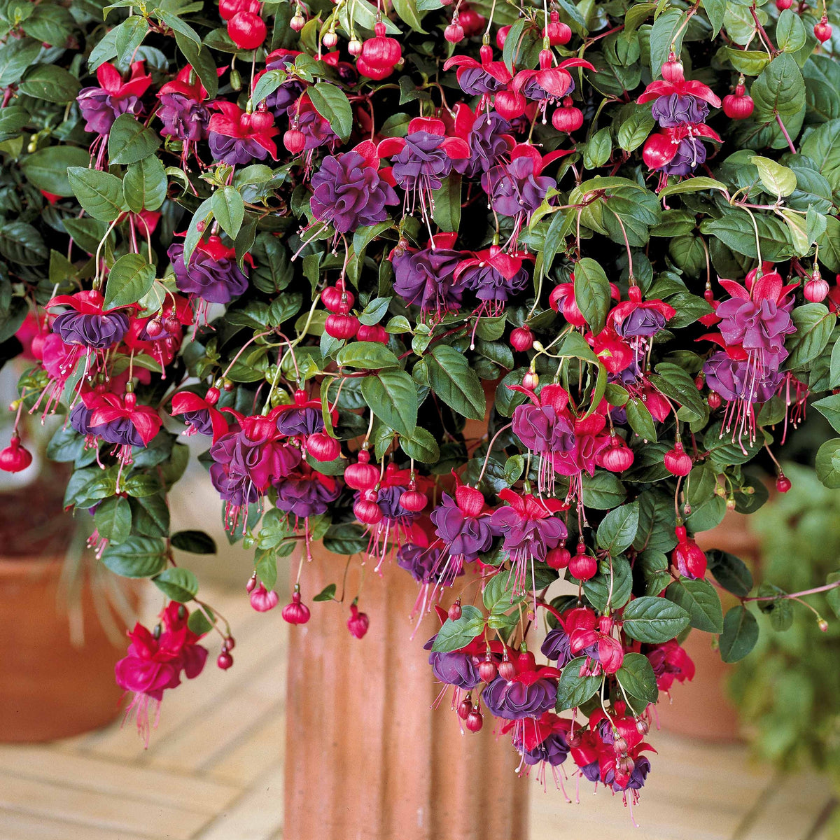 Fuchsia - 3 Fuchsias retombants Dark Eyes - Fuchsia dark eyes