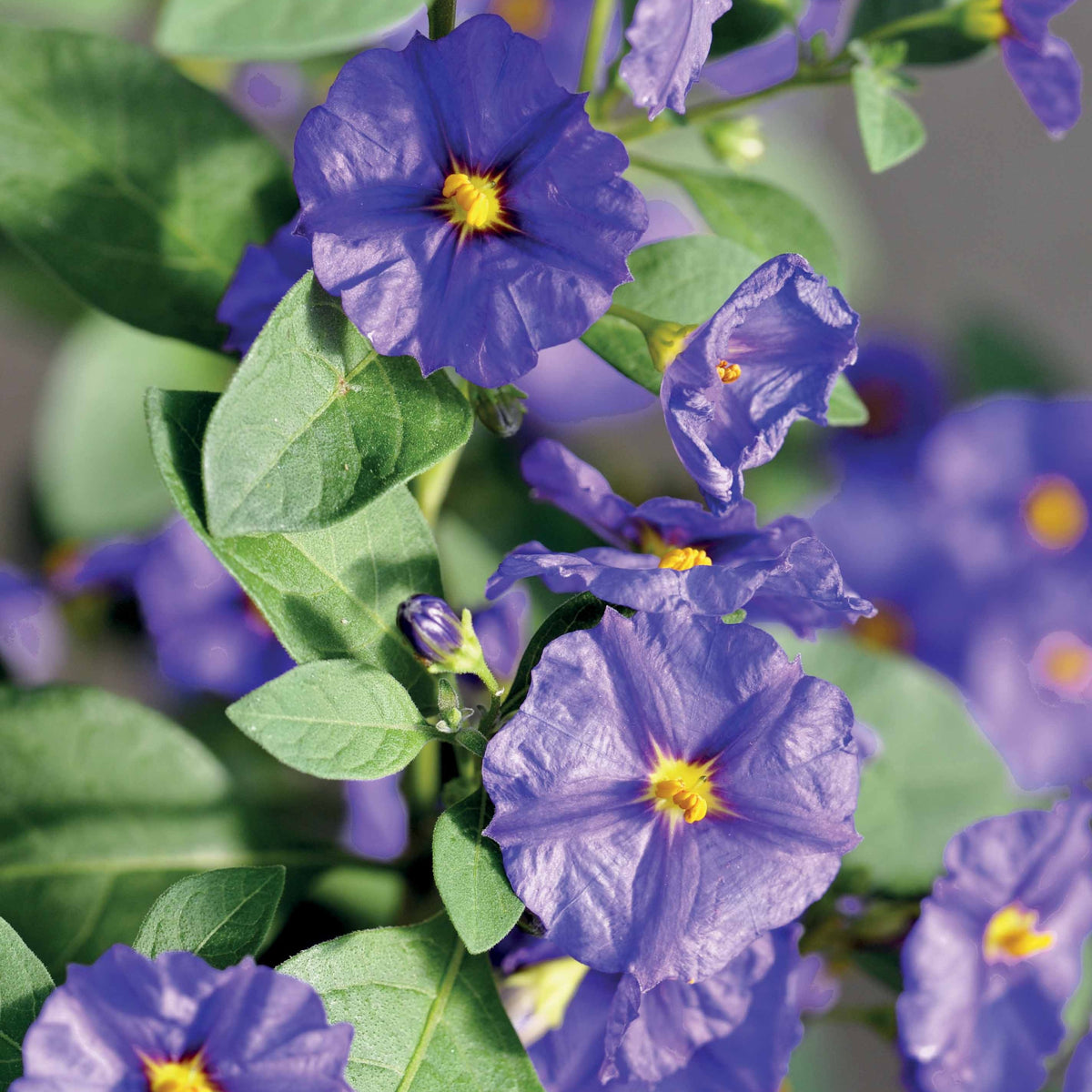 Arbustes de Balcon - Arbre aux gentianes - Lycianthes rantonnetii